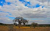 TANZANIA - Tarangire National Park - 09